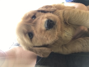 Golden Retriever Puppy for sale in TYNER, KY, USA