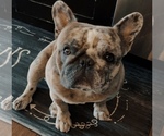 Small Photo #1 French Bulldog Puppy For Sale in SELDEN, NY, USA