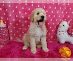 Small #1 Goldendoodle-Poodle (Standard) Mix