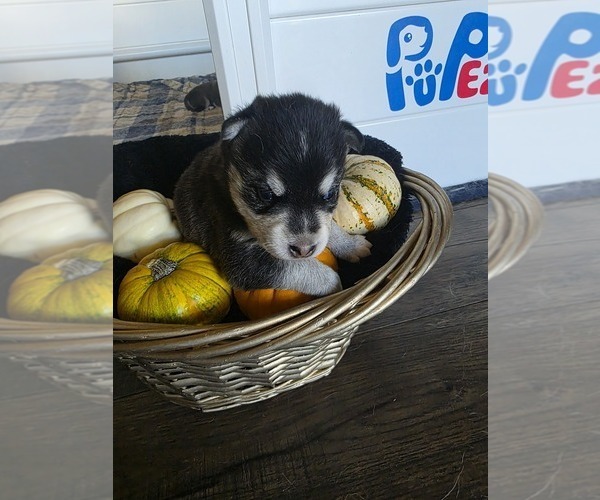 Medium Photo #3 Alaskan Klee Kai Puppy For Sale in SUNSET, UT, USA