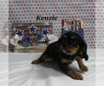 Small #19 Cavalier King Charles Spaniel