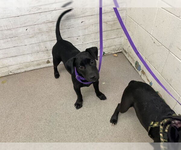 Medium Photo #1 American Pit Bull Terrier Puppy For Sale in San Bernardino, CA, USA