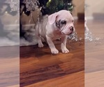 Small Photo #9 American Bully Puppy For Sale in ANTIOCH, CA, USA