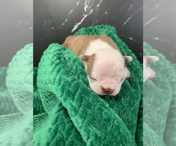 Medium Photo #6 Boston Terrier Puppy For Sale in TULARE, CA, USA