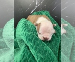 Small Photo #6 Boston Terrier Puppy For Sale in TULARE, CA, USA