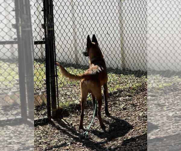 Medium Photo #3 Mutt Puppy For Sale in Imlay City, MI, USA