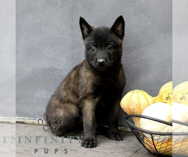 Medium Photo #3 Belgian Malinois Puppy For Sale in RONKS, PA, USA