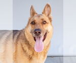 Small German Shepherd Dog Mix