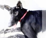 Small #1 German Shepherd Dog
