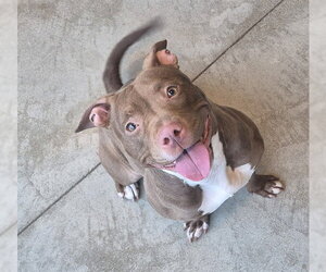 Mutt Dogs for adoption in Decatur, IL, USA