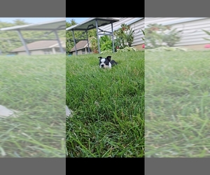 Boston Terrier Puppy for Sale in BREMEN, Indiana USA