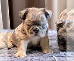 Small #11 English Bulldog