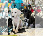 Small #4 Labrador Retriever Mix