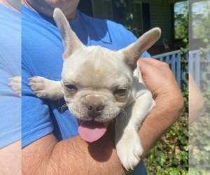 French Bulldog Puppy for sale in SADIEVILLE, KY, USA