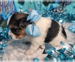 Small #4 Yorkshire Terrier