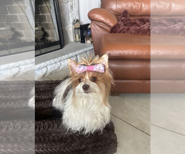 Medium Photo #7 Mutt Puppy For Sale in Sandy, UT, USA