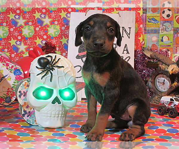 Medium Photo #5 Doberman Pinscher Puppy For Sale in LONDON, KY, USA