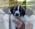 Puppy 4 German Shorthaired Pointer-Great Pyrenees Mix