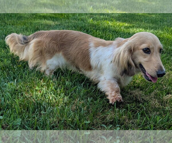 Medium Photo #6 Dachshund Puppy For Sale in Shelbyville, TN, USA