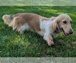 Small #5 Dachshund
