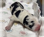 Image preview for Ad Listing. Nickname: Harlequin male