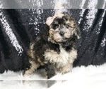 Puppy Pilsbury AKC Poodle (Miniature)