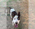 Storm - Male Mutt Dog for Adoption - Small photo