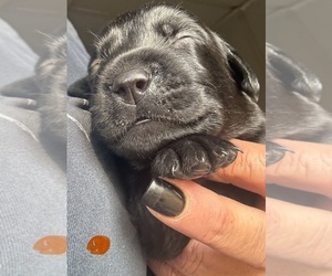 Labrador Retriever Puppy for sale in OSYKA, MS, USA