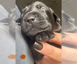 Small Labrador Retriever
