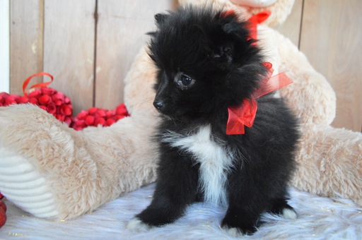 Medium Photo #2 Pomimo Puppy For Sale in HONEY BROOK, PA, USA