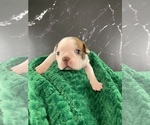 Small Photo #31 Boston Terrier Puppy For Sale in TULARE, CA, USA