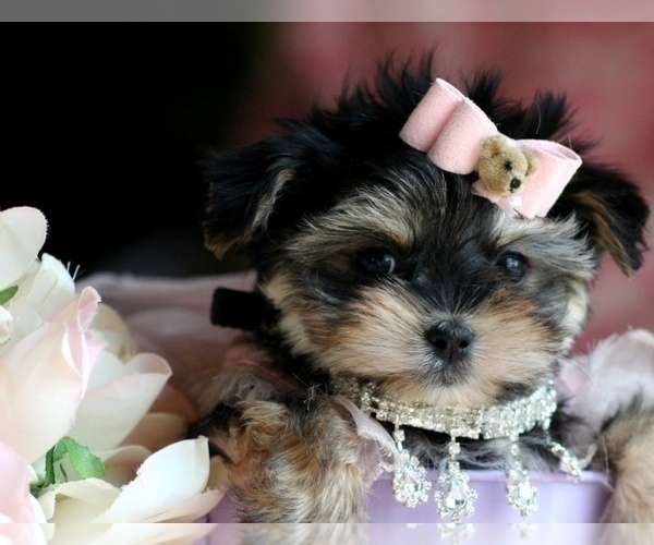 Medium Photo #12 Morkie Puppy For Sale in TAMPA, FL, USA