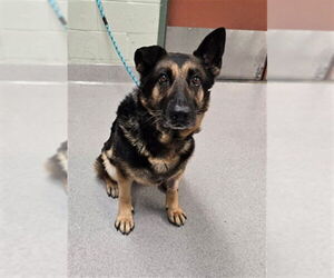 German Shepherd Dog Dogs for adoption in Rancho Cucamonga, CA, USA