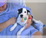Small #2 Mutt