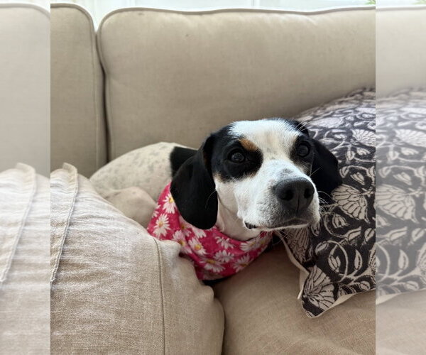 Medium Photo #3 Beagle-Unknown Mix Puppy For Sale in Arlington, VA, USA