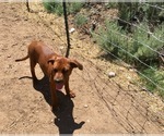 Small Photo #8 America Bandogge Mastiff-Mastiff Mix Puppy For Sale in FORT GARLAND, CO, USA
