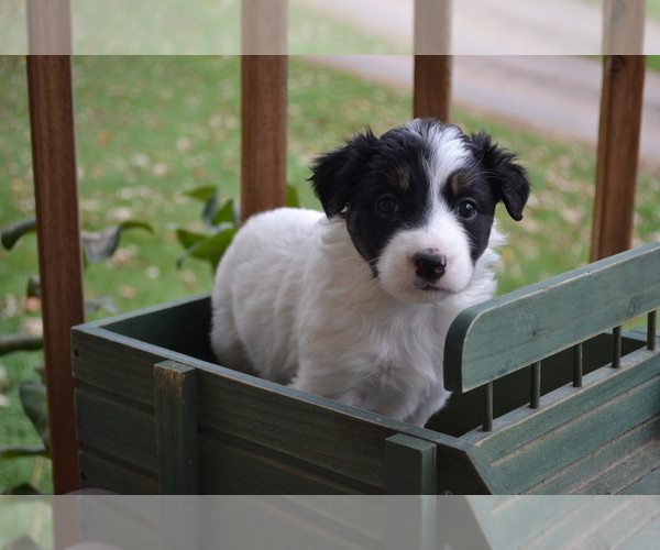 Medium Photo #2 Border Collie Puppy For Sale in GREENWOOD, WI, USA