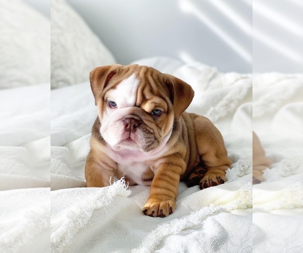 Medium Photo #9 English Bulldog Puppy For Sale in CORONA, CA, USA