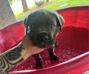 Cane Corso Puppy for sale in MONTGOMERY, AL, USA