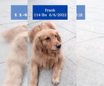 Small #1 Golden Retriever