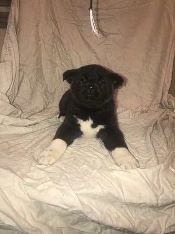 Medium Photo #1 Akita Puppy For Sale in MEMPHIS, TN, USA