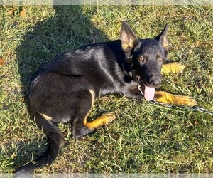 German Shepherd Dog Puppy for sale in WINGO, KY, USA