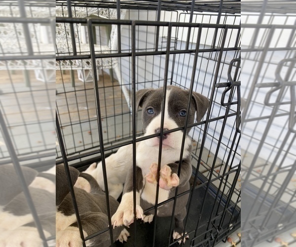 Medium Photo #3 American Bully Puppy For Sale in LA VERNIA, TX, USA