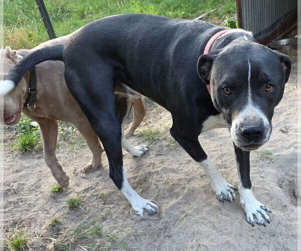 Medium Photo #3 American Pit Bull Terrier-Labrador Retriever Mix Puppy For Sale in Brewster, NY, USA
