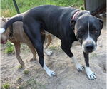 Small #2 American Pit Bull Terrier-Labrador Retriever Mix