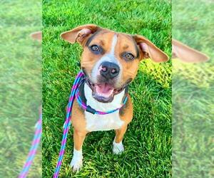 Medium American Pit Bull Terrier-Beagle Mix