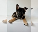 Puppy 2 German Shepherd Dog-Siberian Husky Mix