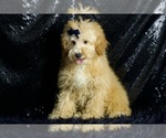 Small Photo #43 Poodle (Toy) Puppy For Sale in WARSAW, IN, USA