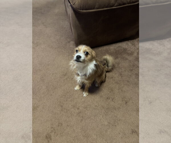 Medium Photo #2 Mutt Puppy For Sale in Thomasville, NC, USA