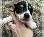 Small #6 Rat Terrier